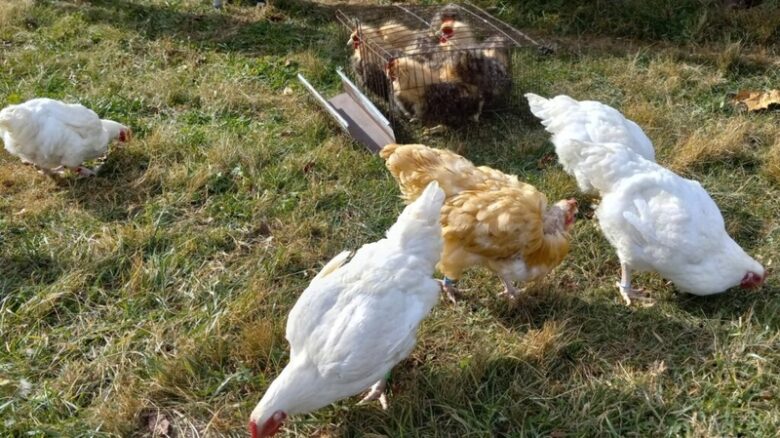 Several chickens peck at grass around a wire feeder in a grassy outdoor yard.