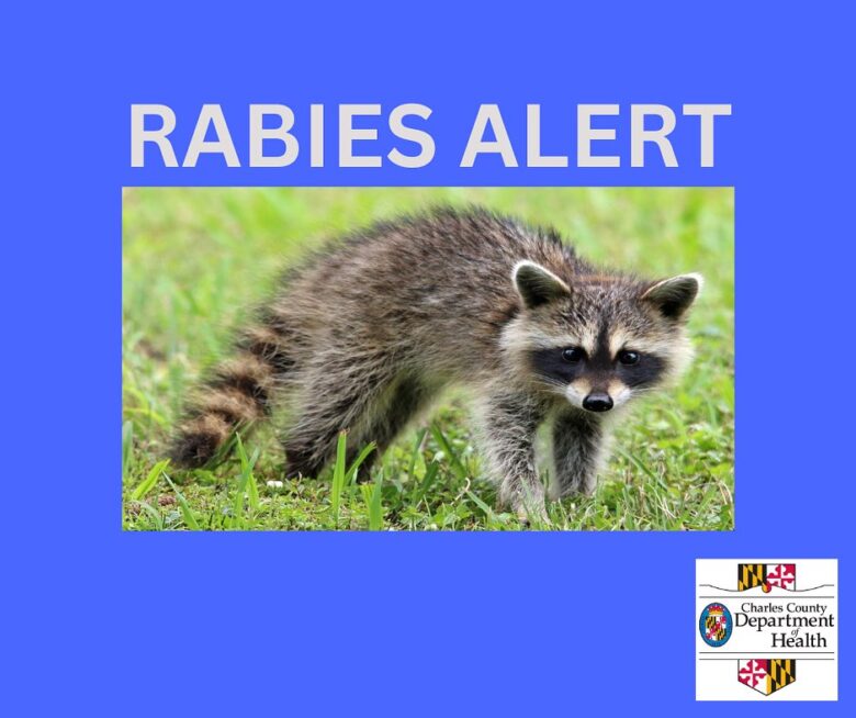 Rabies alert poster showing a raccoon standing in grass on a blue background.