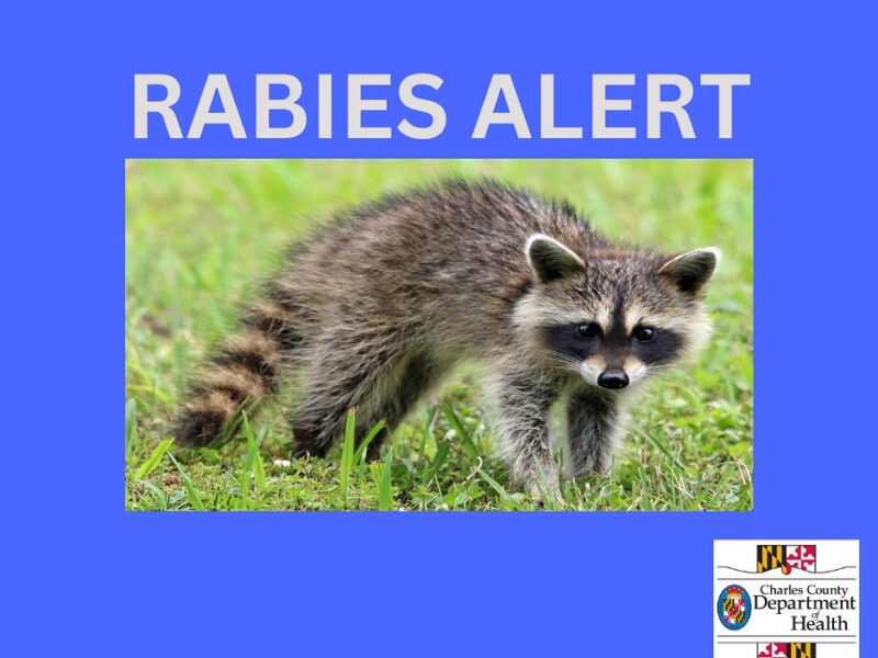 Rabies alert poster showing a raccoon standing in grass on a blue background.