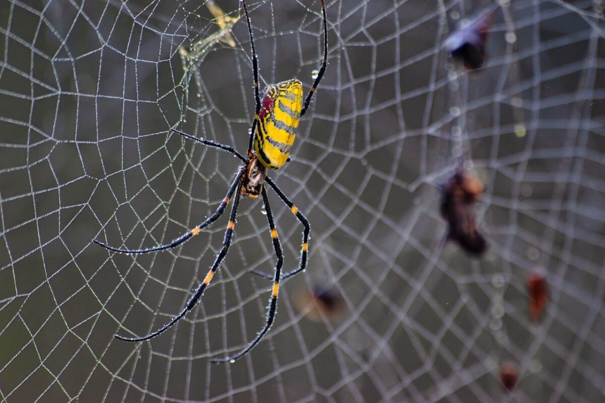 joro spider, spider, arachnid, web, bug, animal, wildlife, invasive