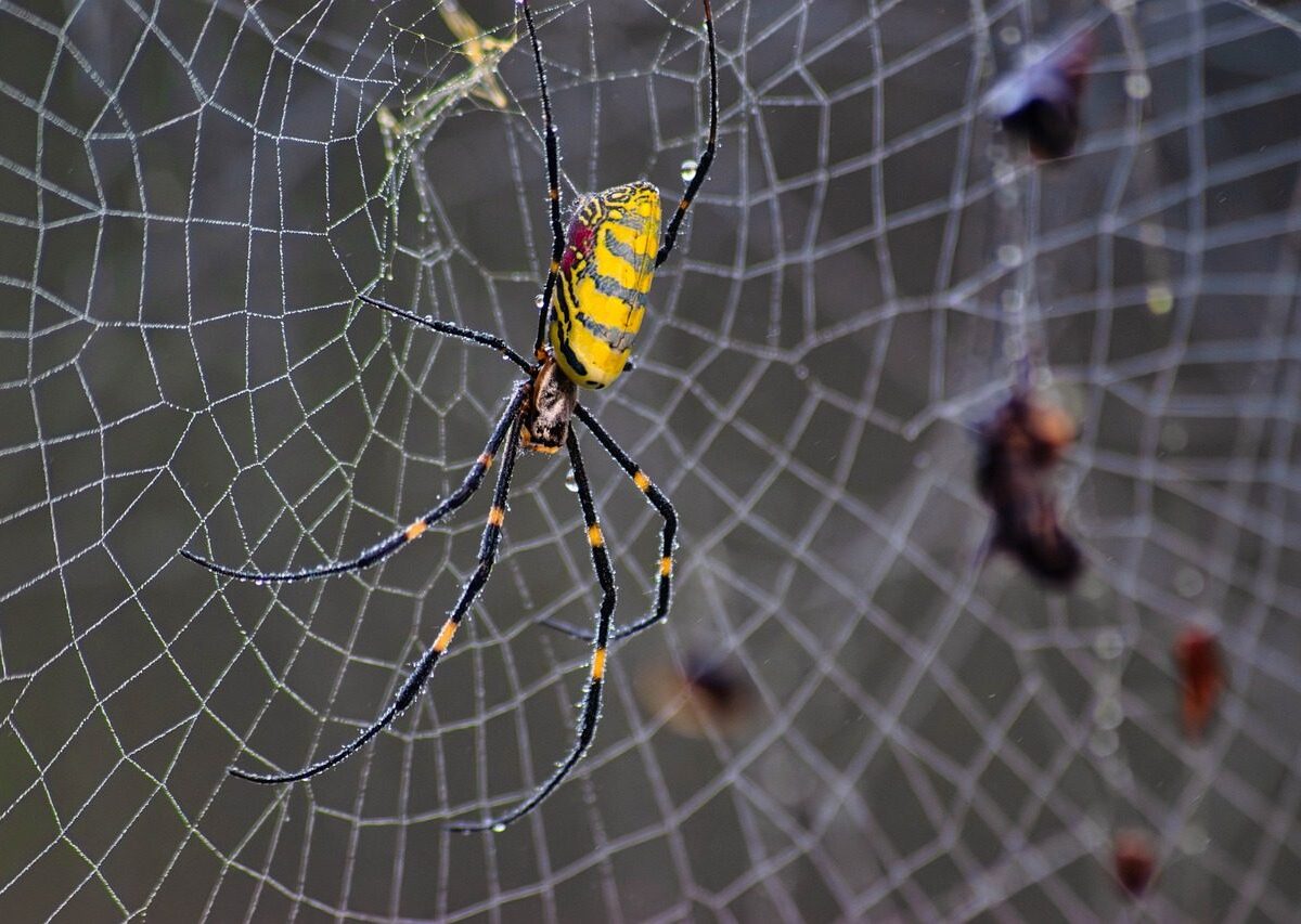 joro spider, spider, arachnid, web, bug, animal, wildlife, invasive