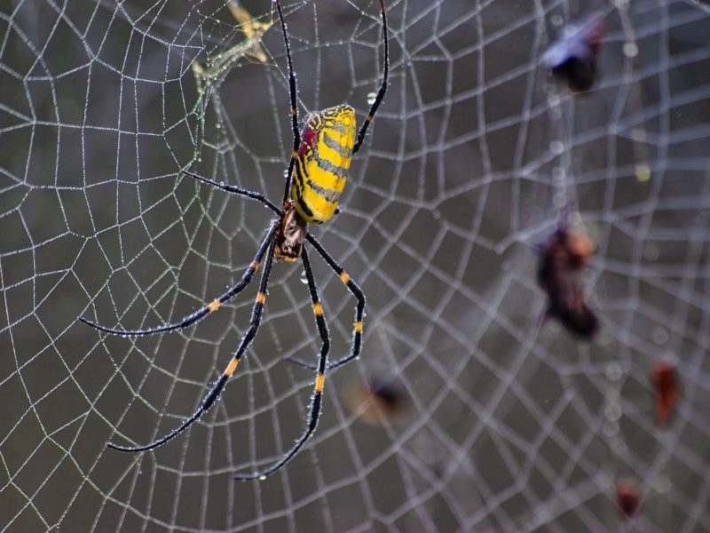 joro spider, spider, arachnid, web, bug, animal, wildlife, invasive