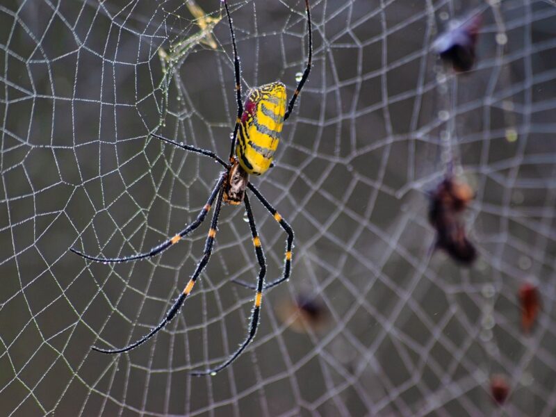 joro spider, spider, arachnid, web, bug, animal, wildlife, invasive