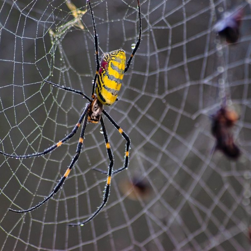 Is This Palm-Sized Spider Dangerous?