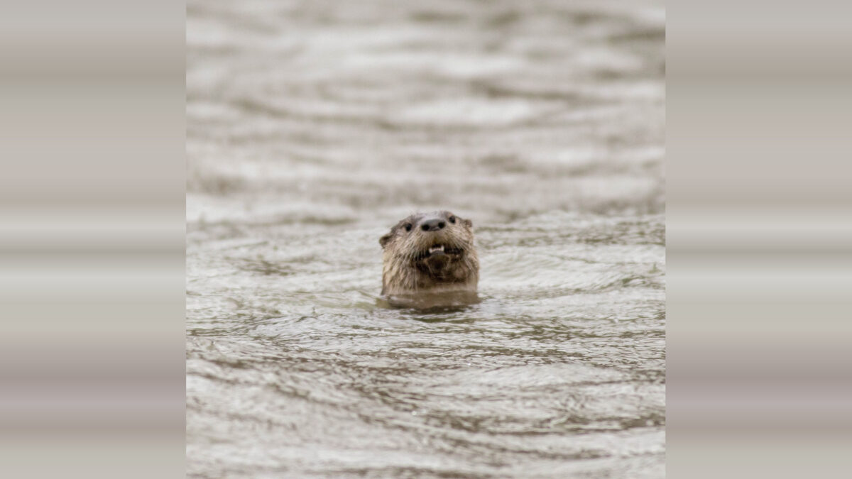 Small otter's head emerges from rippling gray water.