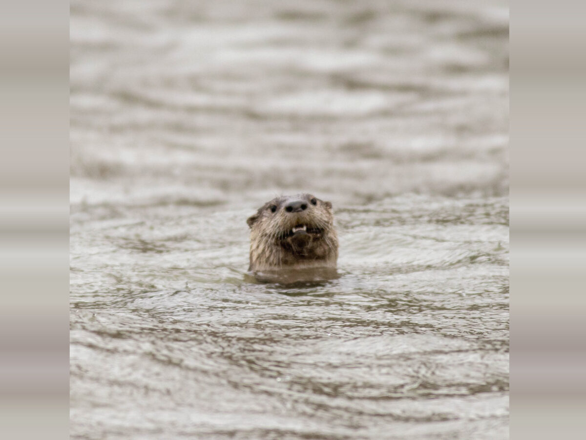 Small otter's head emerges from rippling gray water.