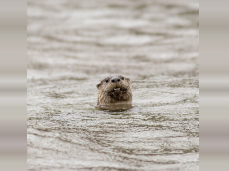 Small otter's head emerges from rippling gray water.