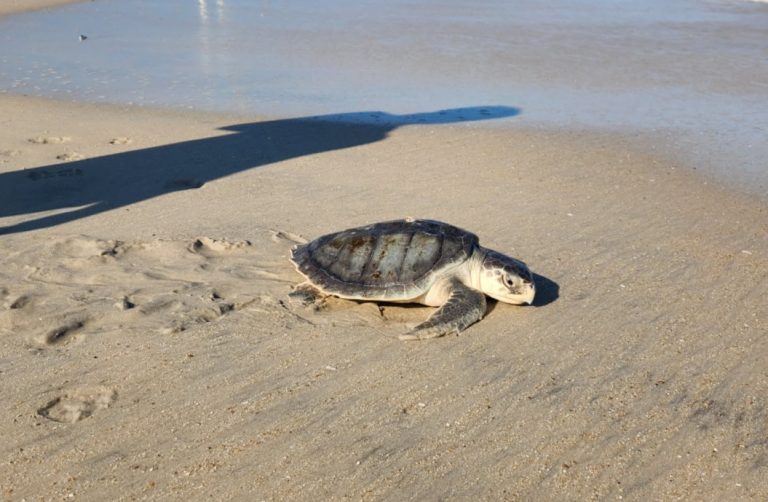 Sea turtle crawling across a sandy beach beside the waterline