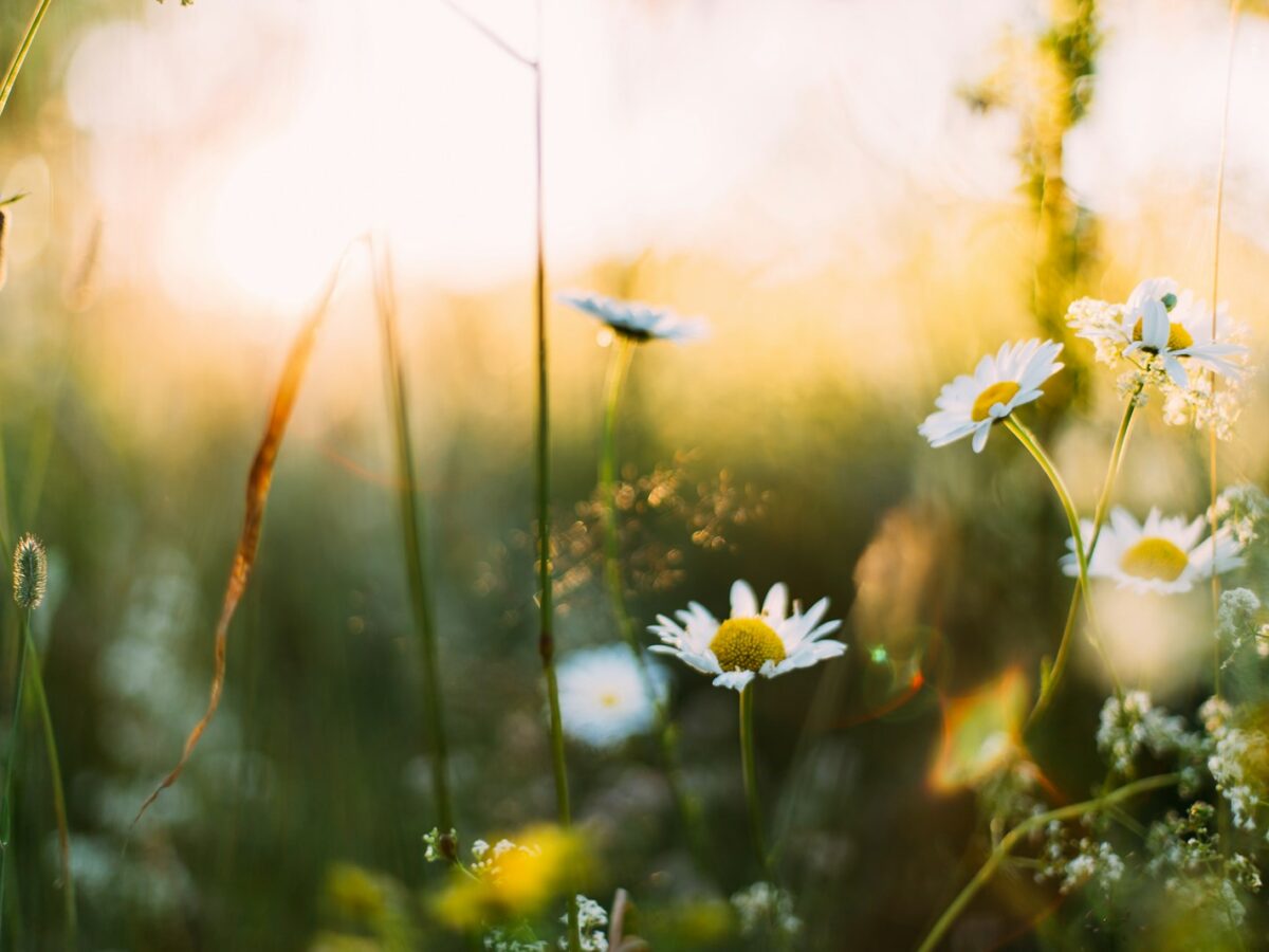 white flowers in shallow focus photography