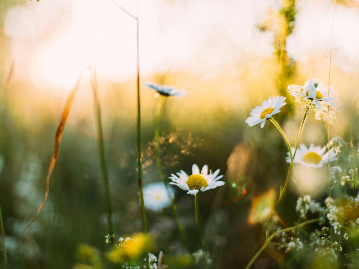 white flowers in shallow focus photography
