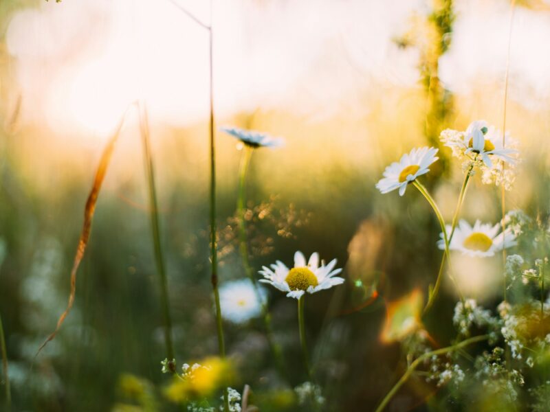 white flowers in shallow focus photography