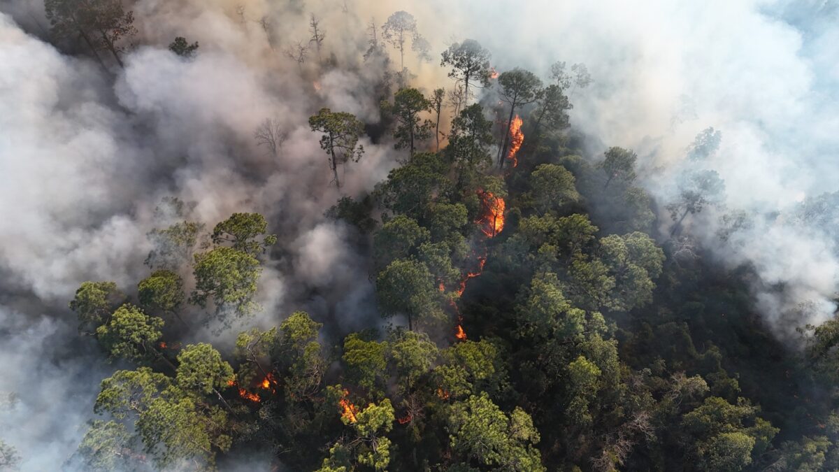 Forest wildfire burns through dense trees, sending thick smoke into the air.