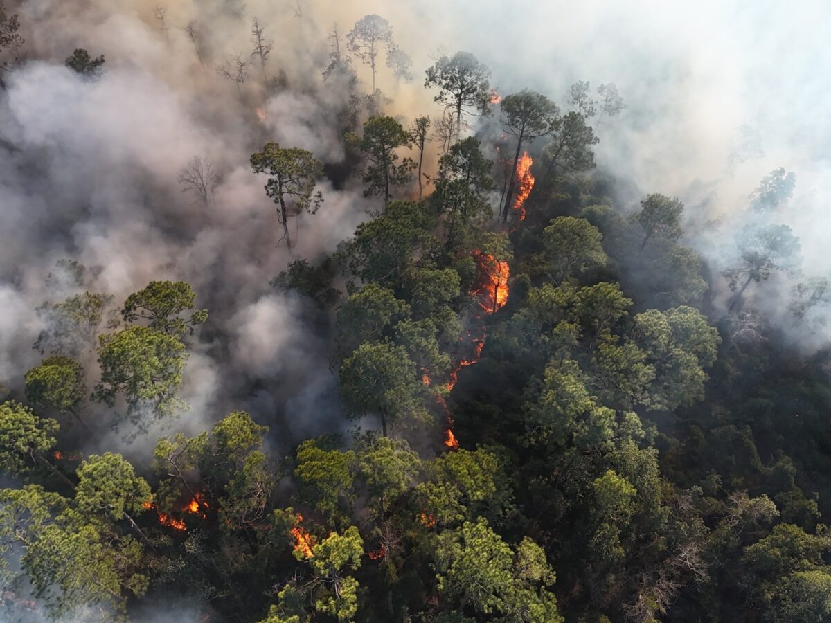 Forest wildfire burns through dense trees, sending thick smoke into the air.