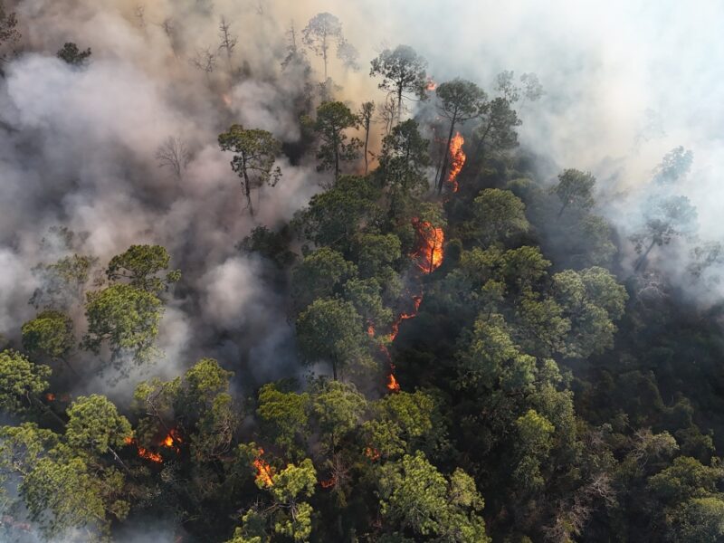 Forest wildfire burns through dense trees, sending thick smoke into the air.