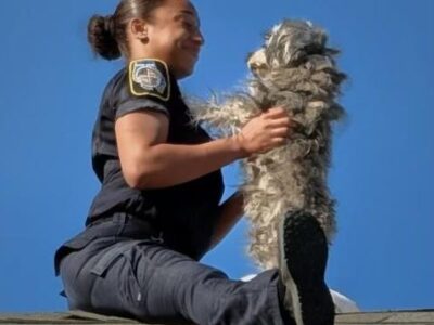 Maryland police officer climbs rooftop to rescue stranded dog