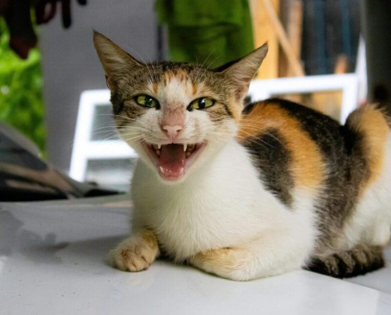 A lively calico cat meowing cheerfully while lounging outdoors in Rize, Türkiye.