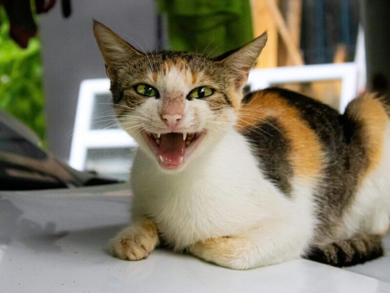 A lively calico cat meowing cheerfully while lounging outdoors in Rize, Türkiye.