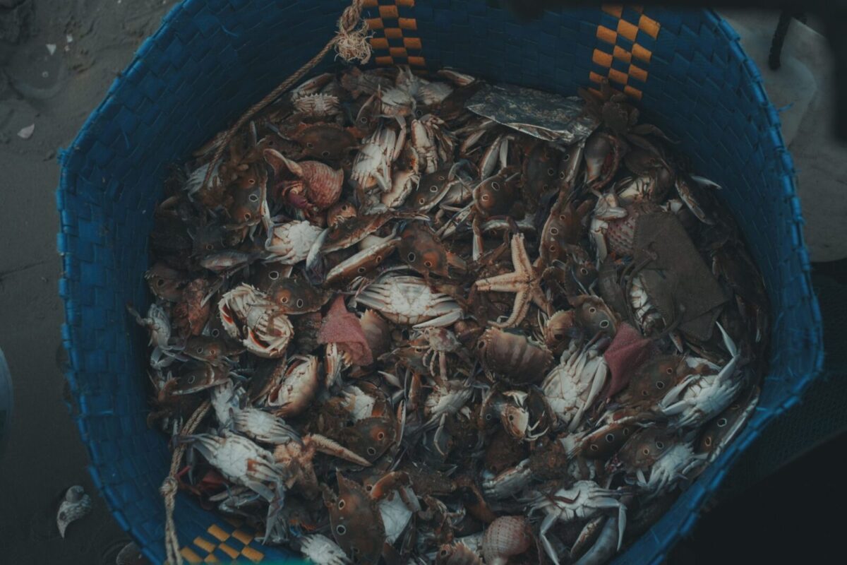 Close-up of a basket filled with crabs and sea creatures, captured with moody lighting.