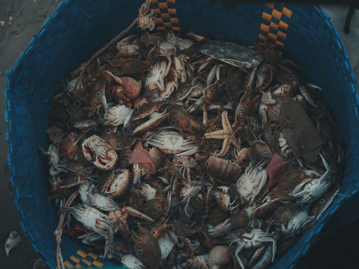 Close-up of a basket filled with crabs and sea creatures, captured with moody lighting.
