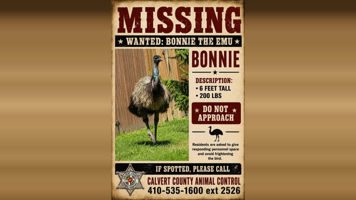 Missing poster for Bonnie the emu with a photo and animal control contact information.