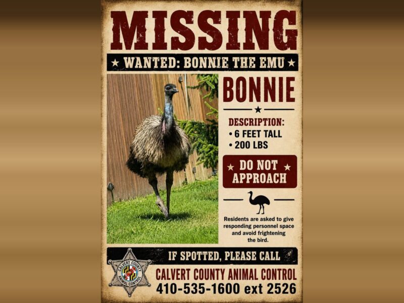 Missing poster for Bonnie the emu with a photo and animal control contact information.