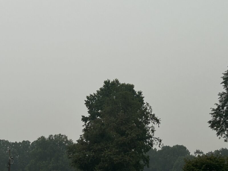 Tree line under a gray overcast sky in a quiet outdoor landscape.