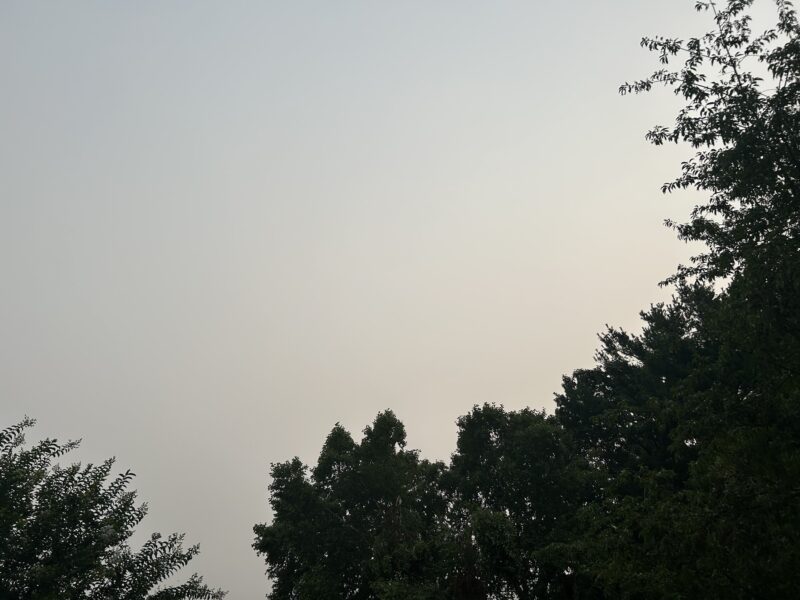 Dark tree silhouettes against a pale overcast sky.