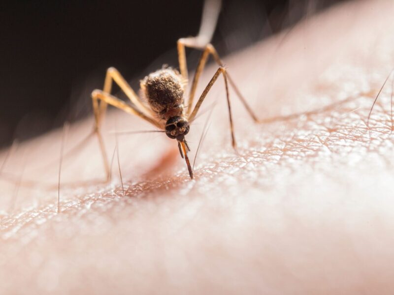 Macro shot capturing a mosquito piercing skin with its proboscis, highlighting its role as a pest.