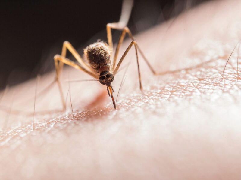 Macro shot capturing a mosquito piercing skin with its proboscis, highlighting its role as a pest.