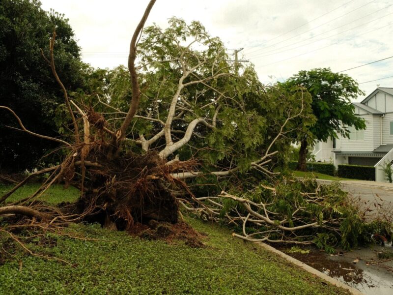 Uprooted tree lies on suburban street after a violent storm, showcasing nature's power.