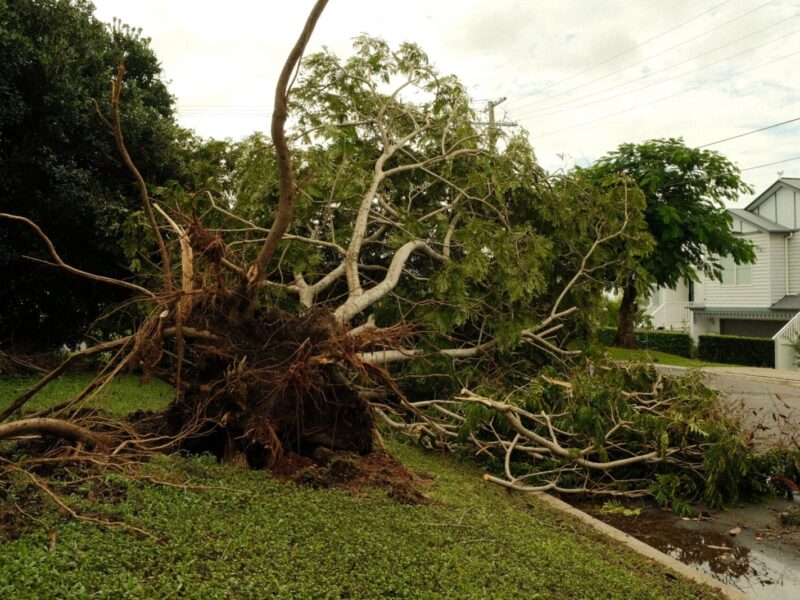 Uprooted tree lies on suburban street after a violent storm, showcasing nature's power.