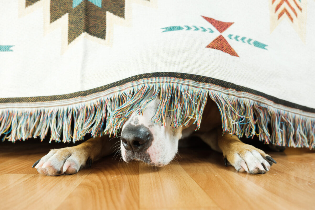 Fireworks and Fido: A Complete Guide to Calming Your Pet on July 4th