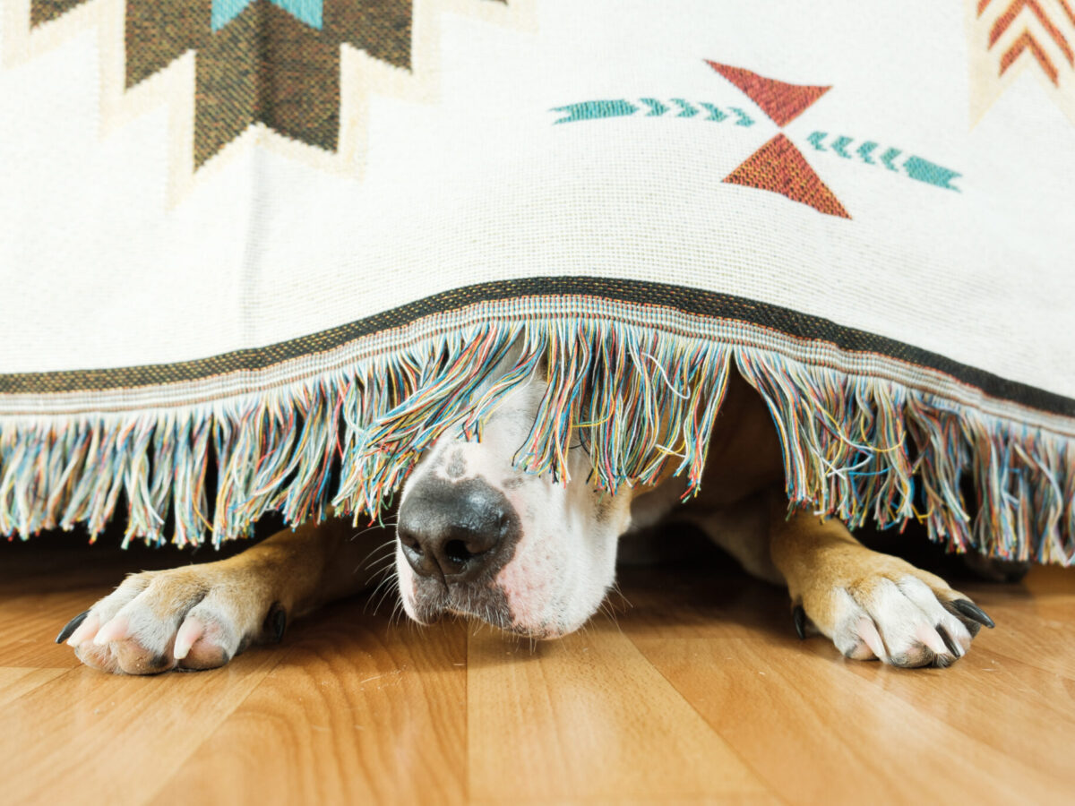 The dog is hiding under the sofa and afraid to go out.