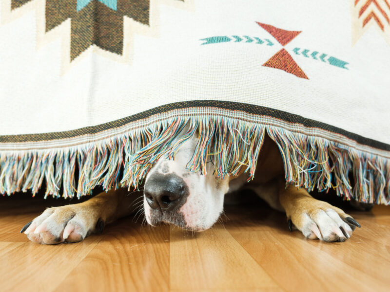 The dog is hiding under the sofa and afraid to go out.