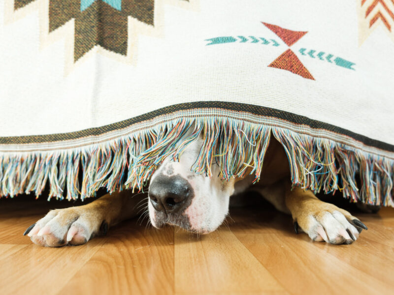 The dog is hiding under the sofa and afraid to go out.
