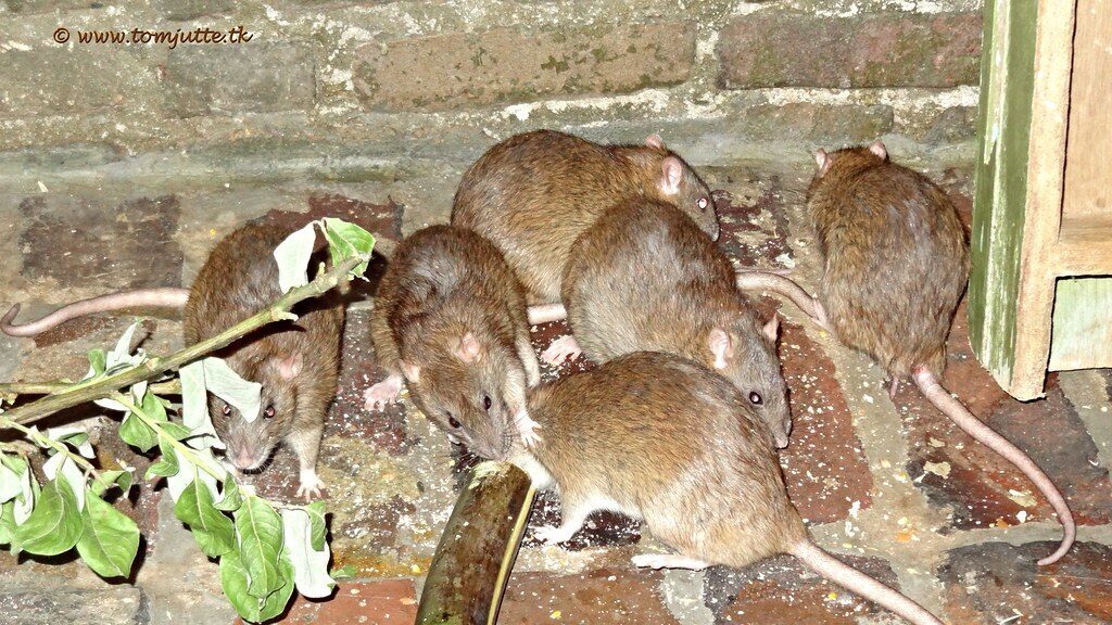 Five brown rats gather on a brick floor around food scraps near a wooden wall.