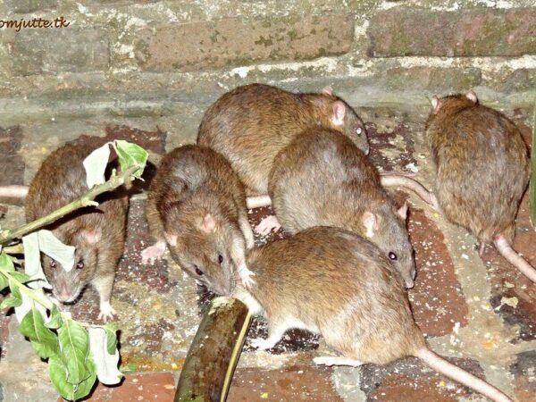Baltimore lands at #13 on the nation’s most rat-infested cities list