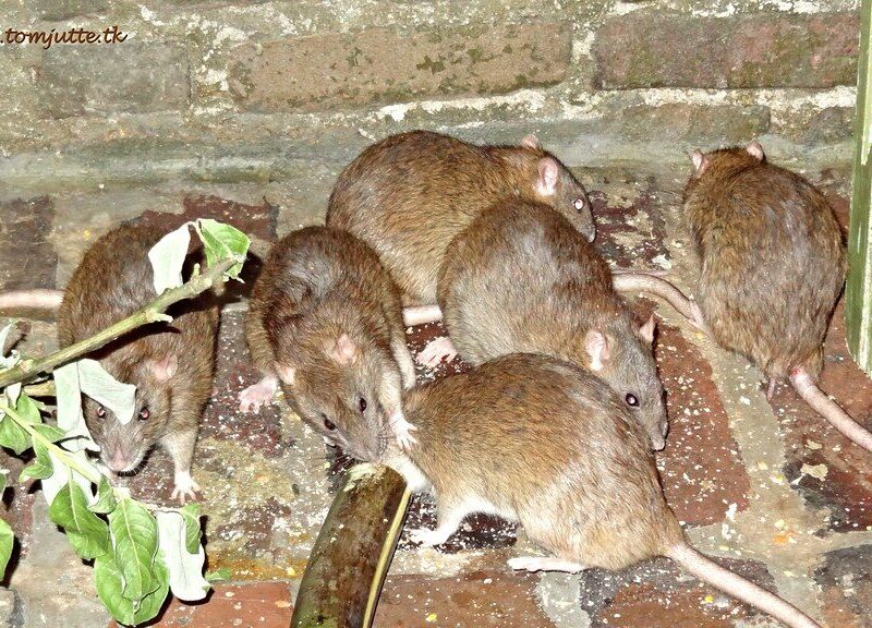 Five brown rats gather on a brick floor around food scraps near a wooden wall.